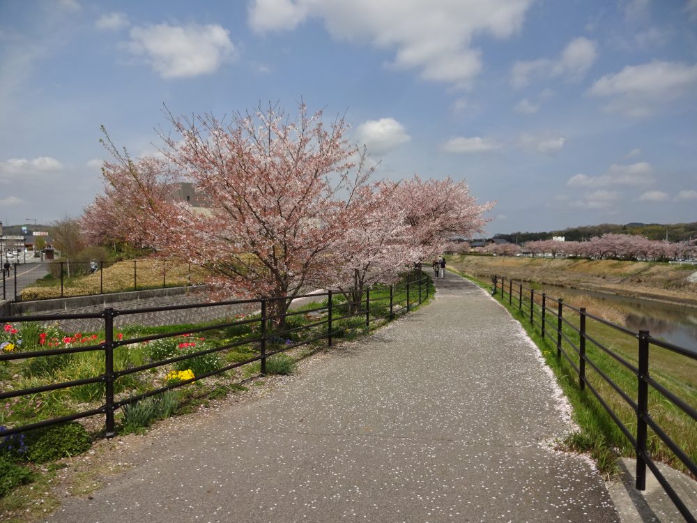 桜がキレイ