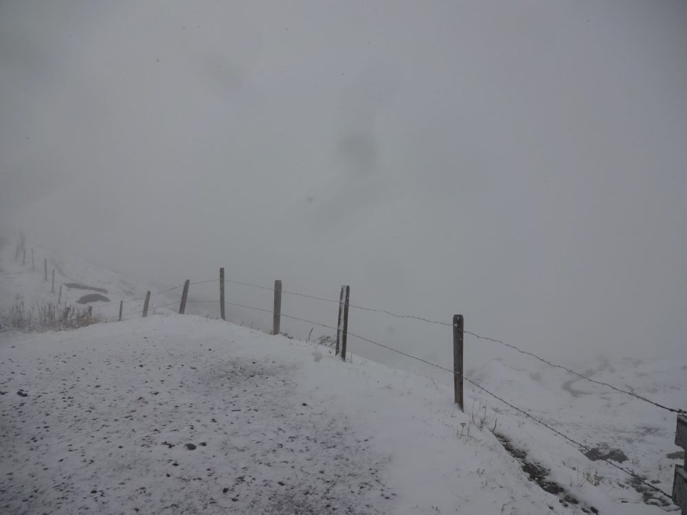 真っ白グローシャイデックは吹雪