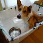 1000円以下で作れる中型犬介護ベットの作り方