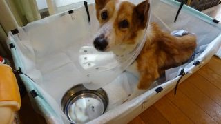 犬用介護ベットの作り方
