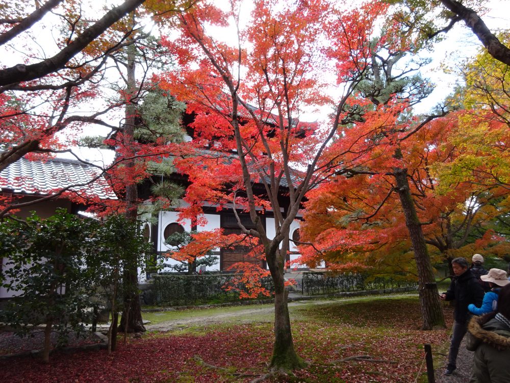 東福寺紅葉