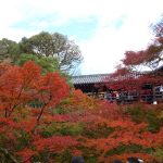 紅葉ライドで東福寺、伏見稲荷神社へ100km