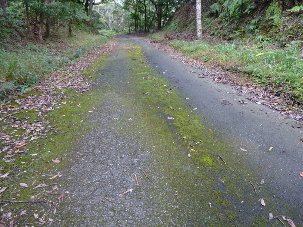 苔が生えた舗装路が怖い