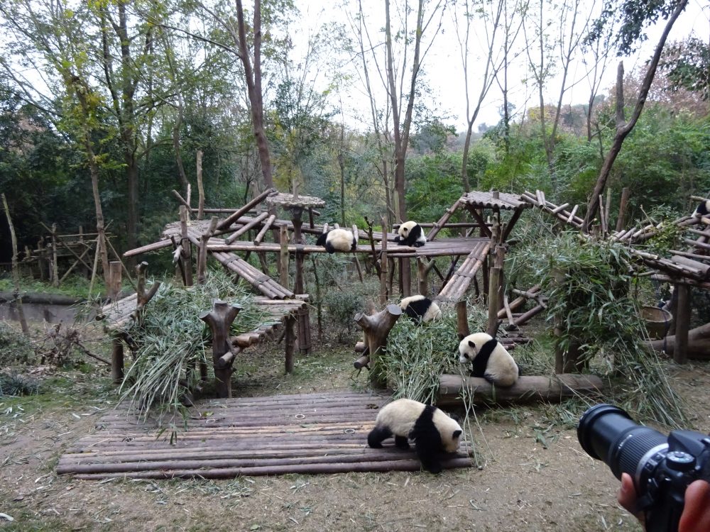 パンダじゃれ合い