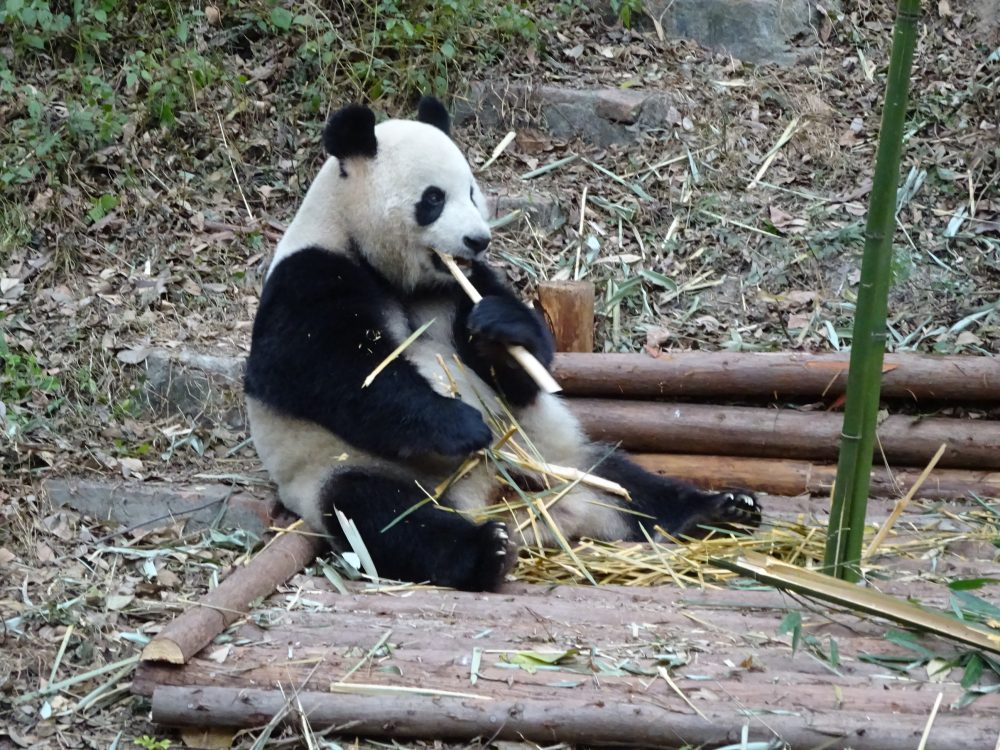 パンダお食事