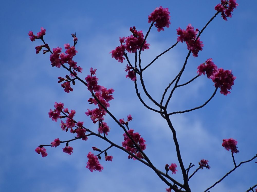 梅の花