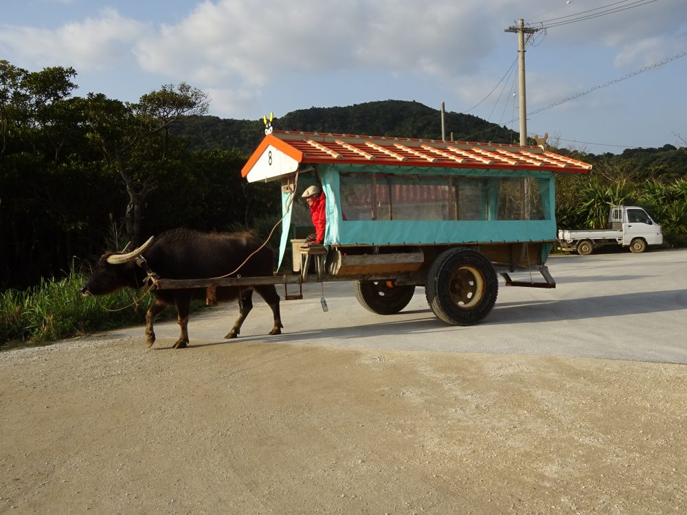 由布島へは水牛車で移動