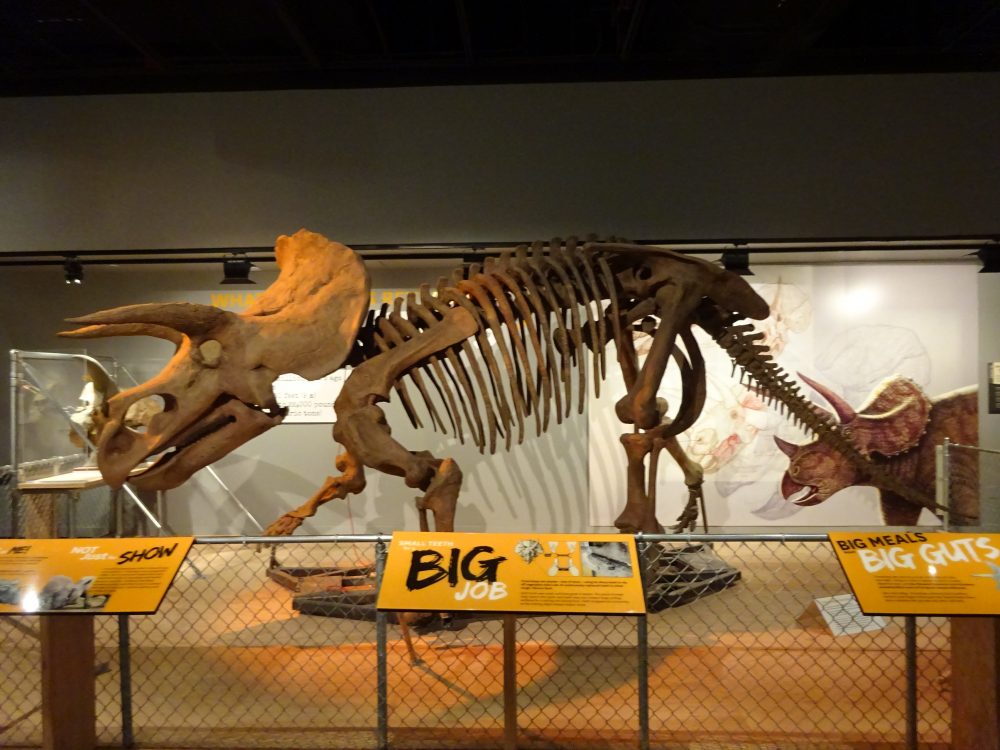 トリケラトプス (Triceratops) 
