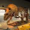 国立自然史博物館恐竜の化石展示室