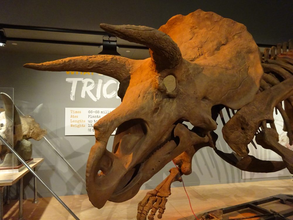 トリケラトプス (Triceratops) 