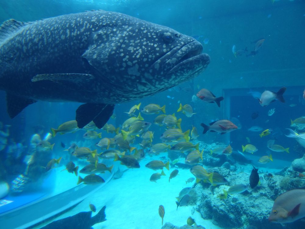 名護から美ら海水族館へ