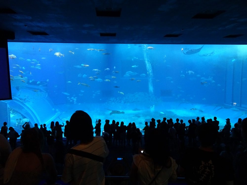 名護から美ら海水族館へ