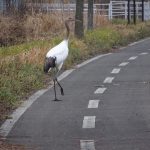 釧路湿原ポタリングへその1