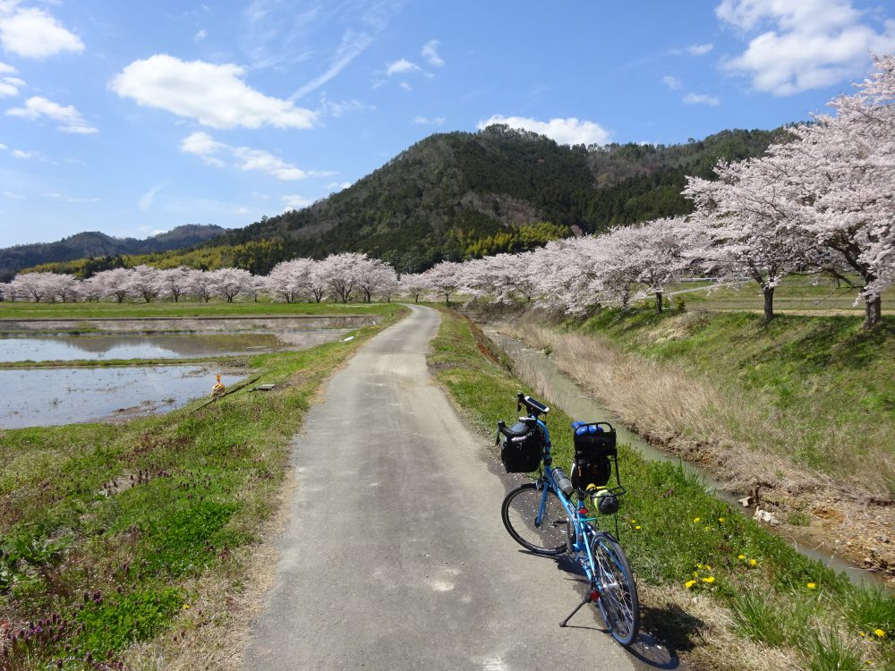 宮田川沿いの桜