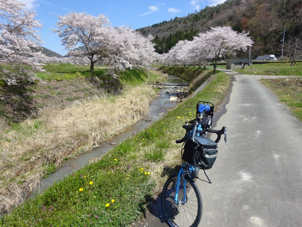 宮田川沿いの桜