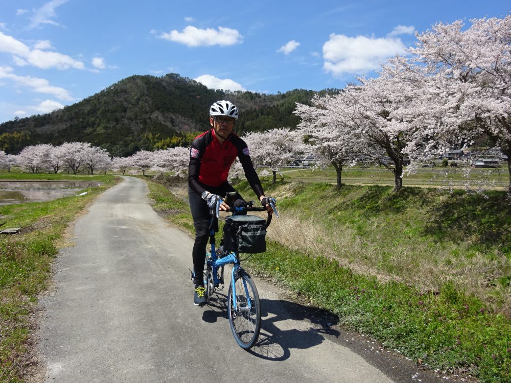 丹波篠山宮田川沿いの桜