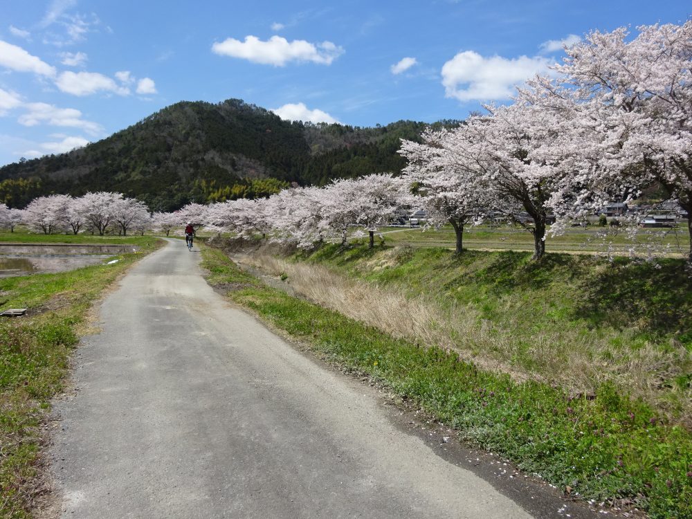 丹波篠山宮田川沿いの桜