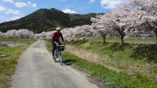 つつみ峠の桜