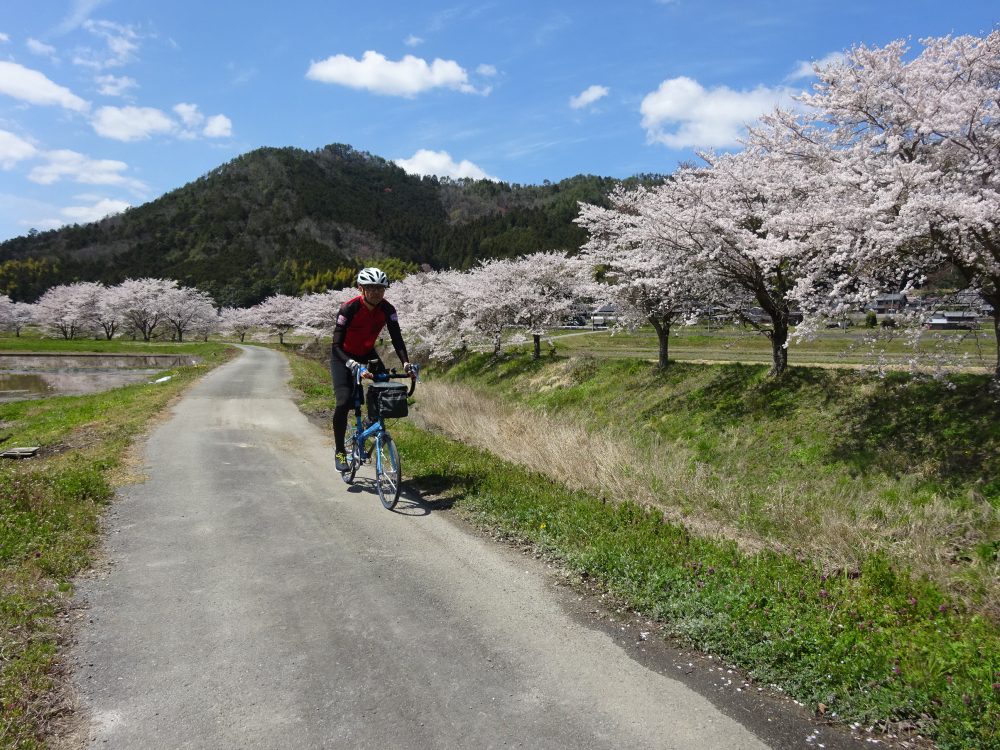 つつみ峠の桜