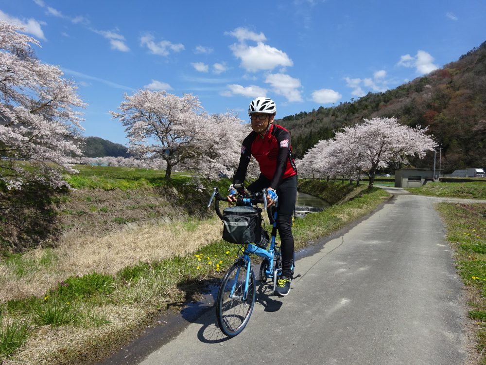 丹波篠山宮田川沿いの桜