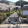 丹波篠山で桜満開の中を走って来ました。