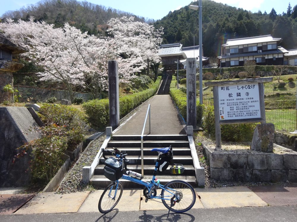 松隣寺の桜