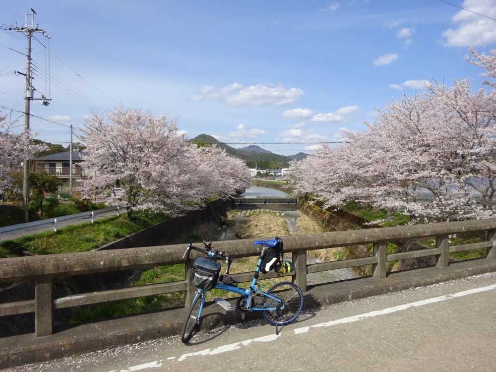 篠山市内の桜