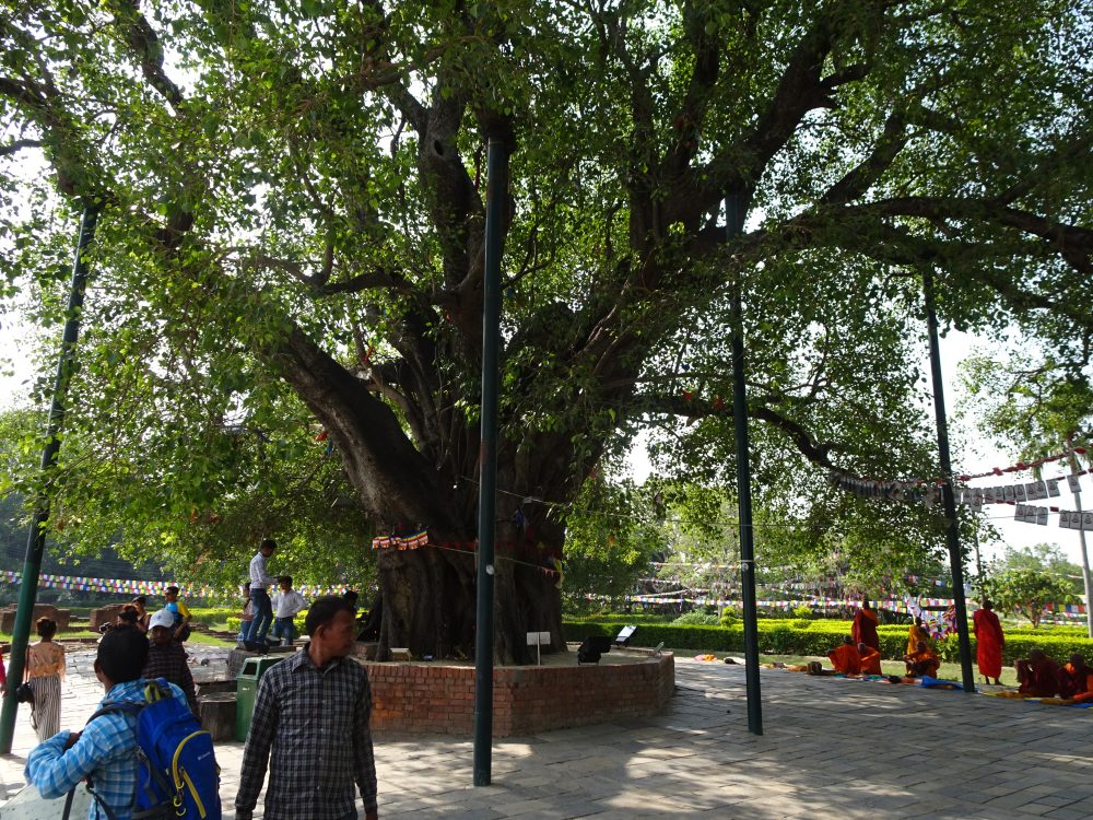 ルンビニの菩提樹は周りで僧侶が瞑想するところ