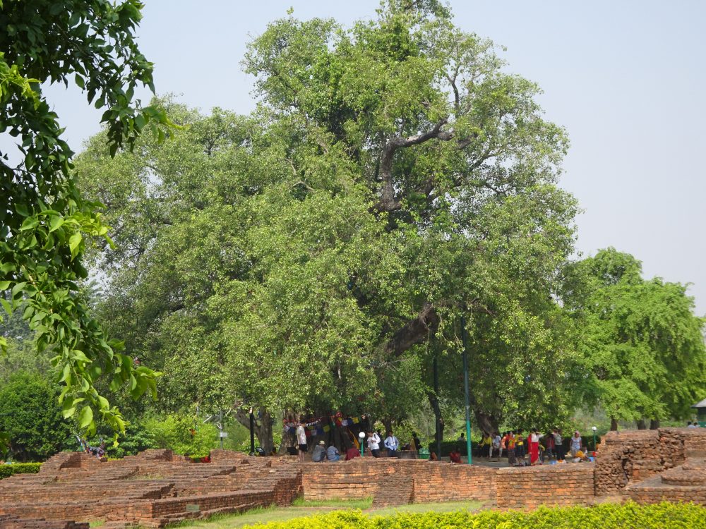 マヤ・デヴィ寺院外から見る菩提樹
