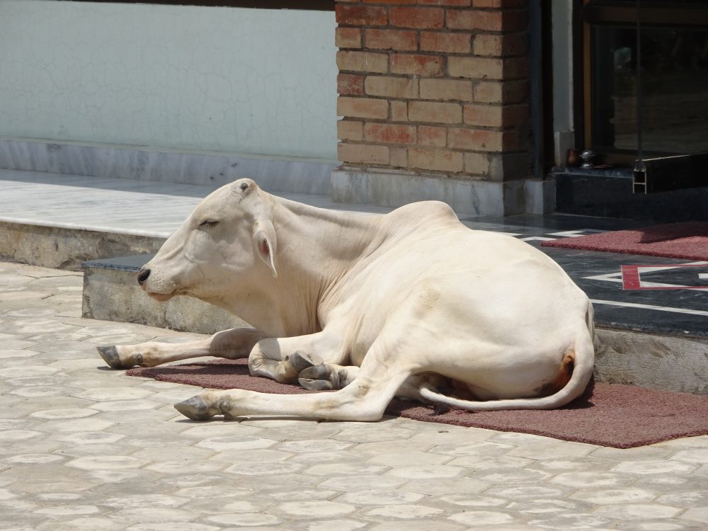 ルンビニホテル前に牛が寝てる