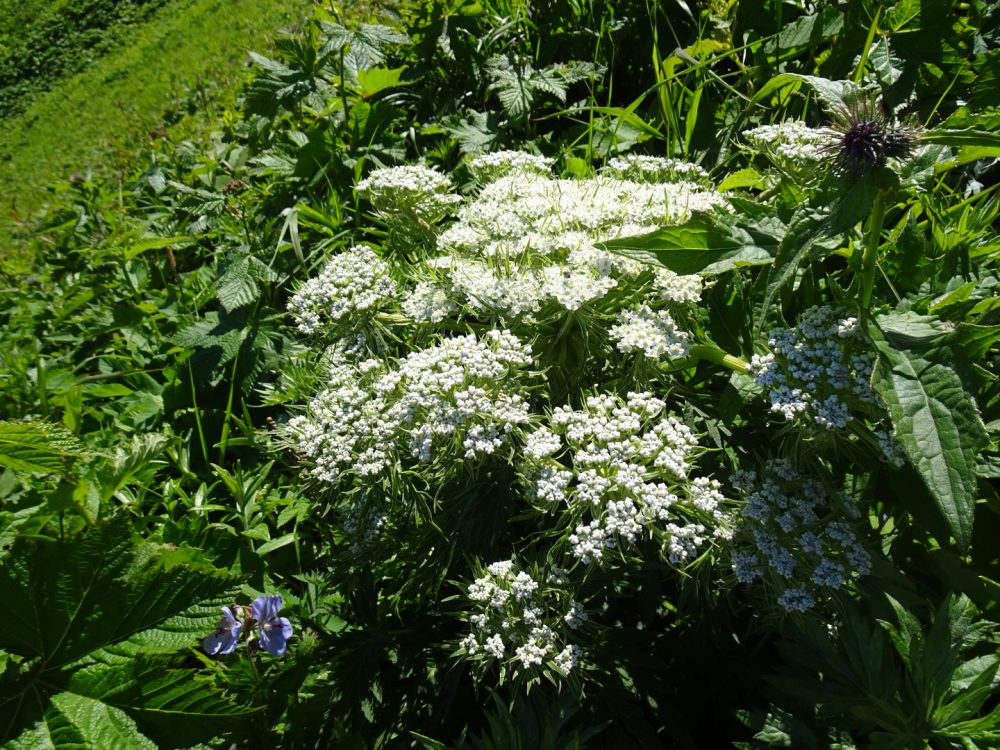 利尻山の高山植物