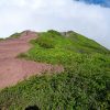 利尻島にある利尻山登山その４、高山植物を見ながらの下山