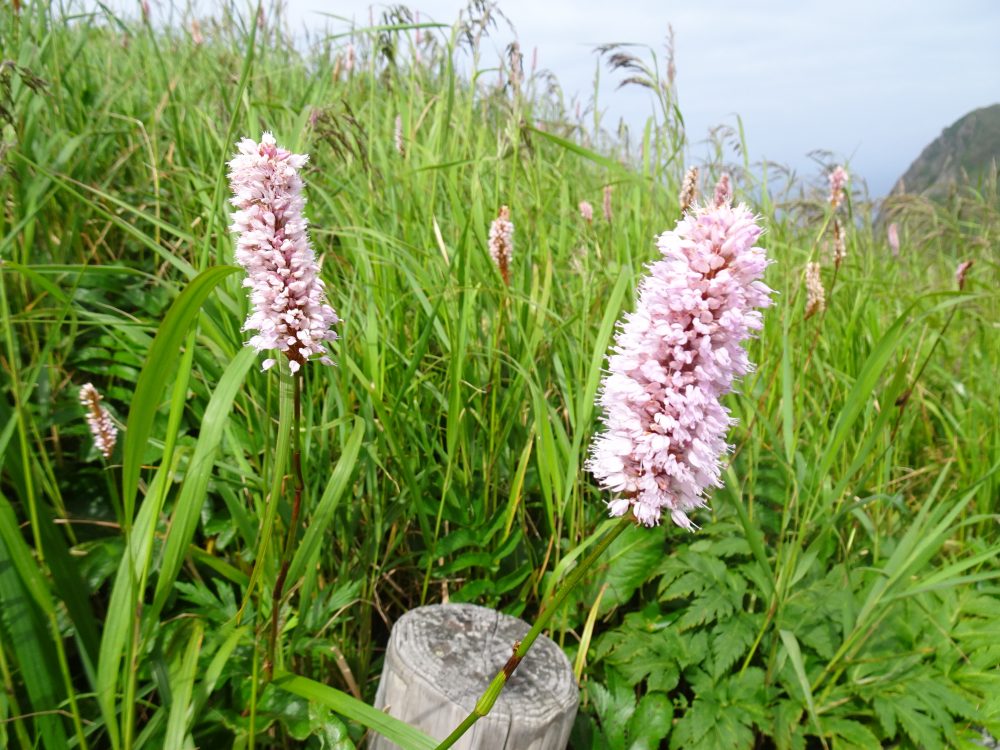 礼文島の高山植物