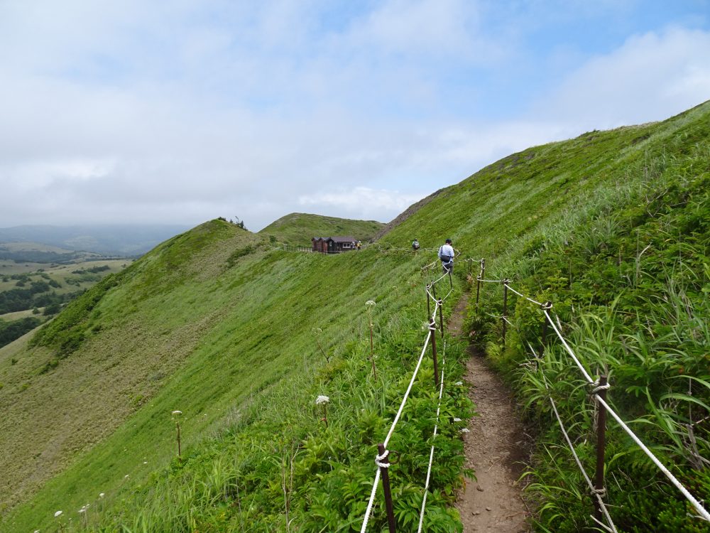 レブンウスユキソウ群生地