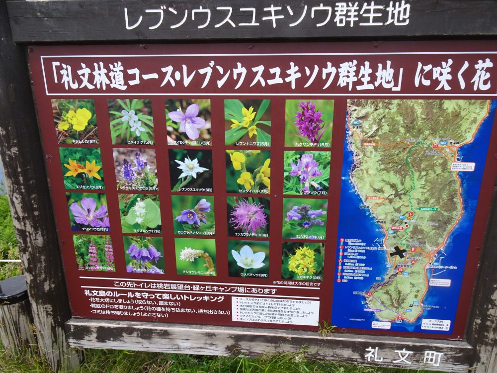 礼文島の高山植物