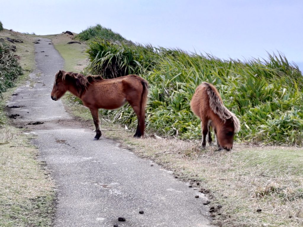 東崎灯台の馬